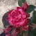 Роза ФАЙЕР ВОРКС миниатюрная в Гродно
