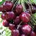 Черешня СИЛЬВИЯ колоновидная в Гродно