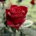 Роза ТАБУ чайно-гибридная в Гродно