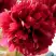 Пион БЕЛГРАВИЯ травянистый в Гродно