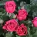 Роза ЛАВ ЛЕТТЕР флорибунда в Гродно