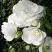 Роза АЙСБЕРГ флорибунда в Гродно
