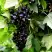 Смородина чёрная БЕЛОРУССКАЯ СЛАДКАЯ в Гродно