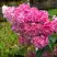Гортензия МЕГА МИНДИ метельчатая в Гродно