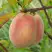 Персик ЕЛГАВСКИЙ в Гродно