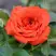 Роза ОРАНЖ ДЖЕВЕЛ миниатюрная в Гродно