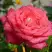 Роза ПЬЕР КАРДЕН чайно-гибридная в Гродно