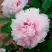 Пион ПЕРСИК ПОД СНЕГОМ древовидный в Гродно