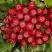 Рябина РУБИНОВАЯ сладкоплодная в Гродно