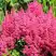 Астильба САННИ ДЕЙ гибридная в Гродно
