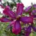 Клематис СВИТ САММЕР ЛАВ в Гродно