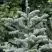 Пихта благородная в Гродно