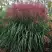 Мискантус МАЛЕПАРТУС китайский  в Гродно