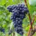 Виноград МУКУЗАНИ в Гродно