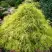 Кипарисовик ФИЛИФЕРА АУРЕА горохоплодный в Гродно