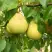 Груша ВЕЛИКАЯ ЛЕТНЯЯ (БОЛЬШАЯ ЛЕТНЯЯ) в Гродно