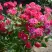 Роза ШОНЕ КОБЛЕНЦЕРИН флорибунда в Гродно