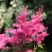 Астильба САННИ ДЕЙ гибридная в Гродно