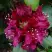 Рододендрон КАЛИ в Гродно