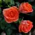 Роза ОРАНЖ ДЖЕВЕЛ миниатюрная в Гродно