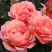 Роза КОРАЛ ЛИОНС РОУЗ флорибунда в Гродно