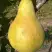Груша КОНКОРД в Гродно