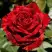 Роза РЕД ИНТУИШН чайно-гибридная в Гродно