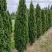 Туя ДЕГРУТ СПАЙР западная в Гродно