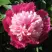 Пион КАПЛЯ РОСЫ травянистый в Гродно