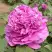 Пион ОРНАМЕНТ древовидный в Гродно