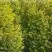 Кипарисовик ЭЛВУДИ ГОЛД лавсона в Гродно