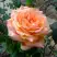 Роза ЭЛЬДОРАДО чайно-гибридная в Гродно