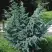 Можжевельник БЛЮ АЛЬПС китайский  в Гродно