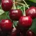 Черешня ГРОНКАВАЯ в Гродно