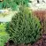 Ель КОМПАКТА обыкновенная в Гродно