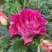 Роза БРЕРА флорибунда в Гродно