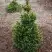 Ель ВИЛС ЦВЕРГ обыкновенная в Гродно
