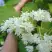 Сирень АМУРСКАЯ в Гродно