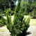 Можжевельник КАЙЗУКА китайский в Гродно