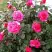 Роза МАЛИНОВЫЙ ЗВОН чайно-гибридная в Гродно