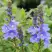 Вероника РОЯЛ БЛЮ большая в Гродно