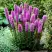 Лиатрис РОЗЕА колосковая в Гродно