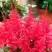 Астильба ЮНИК КАРМИН гибридная в Гродно