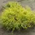 Кипарисовик ГОЛДЕН МОП горохоплодный в Гродно