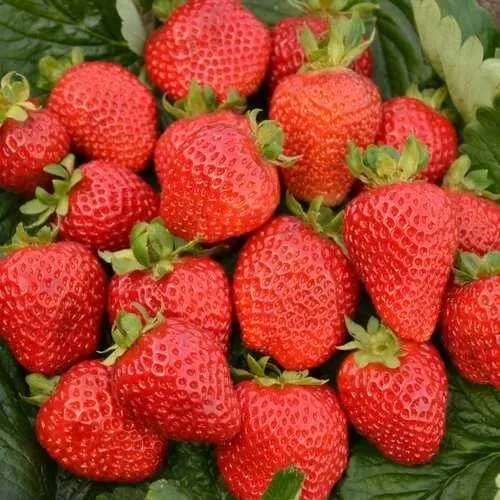 Клубника САН АНДРЕАС ремонтантная  Клубника САН АНДРЕАС ремонтантная в Гродно