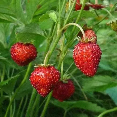 Земляника АЛЬПИЙСКАЯ  Земляника АЛЬПИЙСКАЯ в Гродно