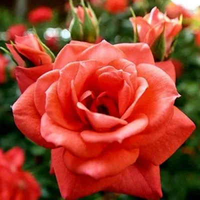 Ремонтантные гибриды  Ремонтантные гибриды в Гродно