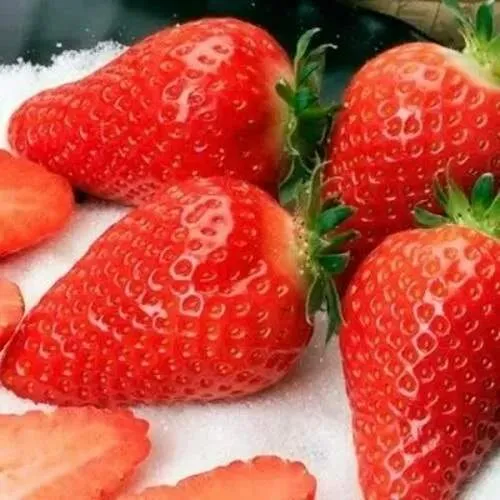 Клубника АЛЬБА  Клубника АЛЬБА в Гродно