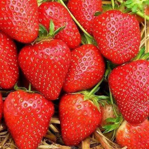 Клубника КВИКИ  Клубника КВИКИ в Гродно