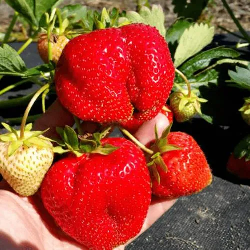 Клубника АПРИКА  Клубника АПРИКА в Гродно